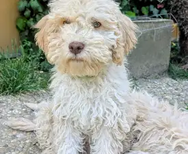 Ürömi Szarvasgombász Federico - Wasserhund der Romagna Angebotener Welpe
