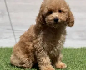Nóra - Cavapoo eladó kiskutya