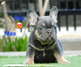 Max - Bulldog francese Cucciolo in vendita