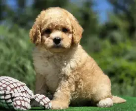 Hugo - Cavapoo eladó kiskutya