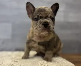 Thor  - French Bulldog Puppy for sale