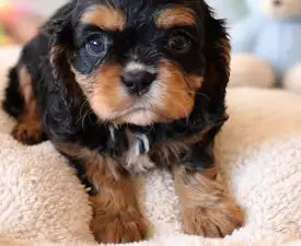 Joschi - Cavalier King Charles Spaniel Puppy for sale