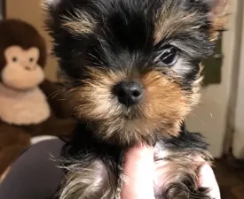 Vilma Imolayorki - Yorkshire Terrier eladó kiskutya