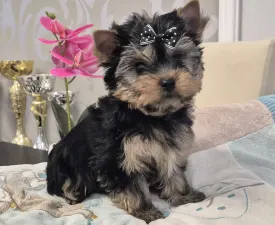 Batman Of Midsummer Nights Miracle  - Yorkshire Terrier eladó kiskutya