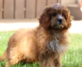 Florian - Cavapoo eladó kiskutya