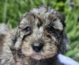 Boro - Cavapoo Puppy for sale