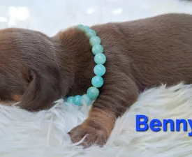 Benny - Tacskó eladó kiskutya