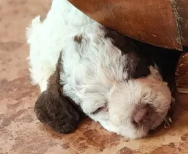 Abowie - Lagotto romagnolo Cucciolo in vendita