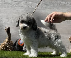 Xippe - Poodle Toy Puppy for sale