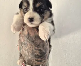 Lujza - Australian Shepherd Puppy for sale