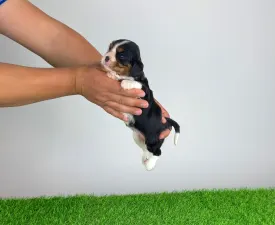 Marie - Cavalier King Charles Spaniel Cucciolo in vendita