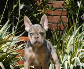 Loki  - Francia bulldog eladó kiskutya