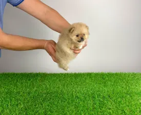 Roxy - Pomeranian Cățeluș de vânzare