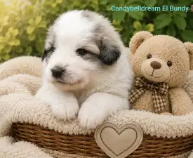 Candybelldream El Bundy - Pyrenejský horský pes Štěně na prodej