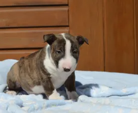 Nolan - Miniature Bullterrier Puppy for sale