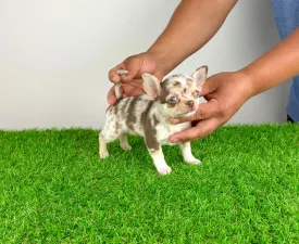Chocolatta - Chihuahua Angebotener Welpe