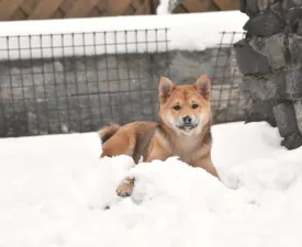 Bravados Benika - Šiba inu Štenci na prodaju