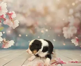 Balaton - Ciobănesc american în miniatură Cățeluș de vânzare