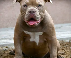 Ghostface Fighters Macho - American Bully - Pocket Puppy for sale