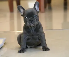 Bella - French Bulldog Puppy for sale