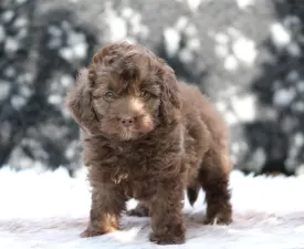 Latte Machiato - Poodle Miniature Puppy for sale