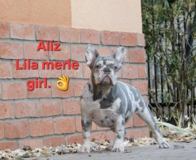 Alíz - French Bulldog Puppy for sale