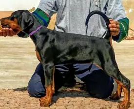 Ida - Dobermann Puppy for sale