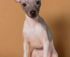 Ariel Sun - American Hairless Terrier Angebotener Welpe
