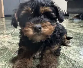 Malya - Yorkiepoo Puppy for sale