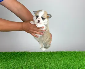 Zarek - Pembroke Welsh Corgi eladó kiskutya