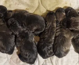 Jasmin, Joana, Jovana, Julieth - Mastiff brazilian Cățeluș de vânzare