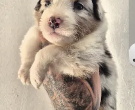 Dani - Australian Shepherd Puppy for sale