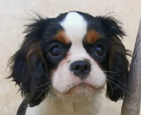 Jackson - Cavalier King Charles spániel eladó kiskutya
