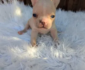 Susan - French Bulldog Puppy for sale