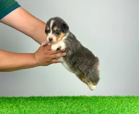 Linux - Australian Shepherd Puppy for sale