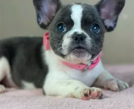 Melissa - French Bulldog Puppy for sale