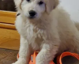 Gulács - Kuvasz Puppy for sale