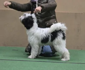 Jackyll  - Tibet Terrier Angebotener Welpe