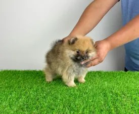 Lex - German Pomeranian Spitz Puppy for sale