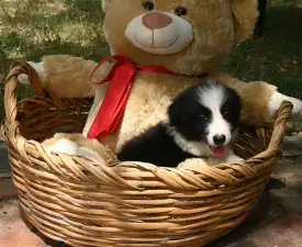Dazzling Borders Brilliant Dream - Border Collie Angebotener Welpe