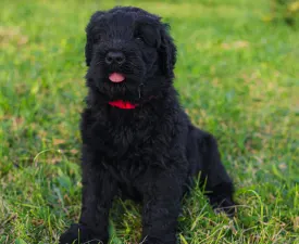 Blue - Orosz fekete terrier eladó kiskutya