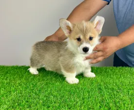 Ryky - Welsh Corgi Pembroke Puppy for sale