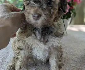 Loki - Lagotto Romagnolo eladó kiskutya