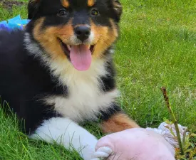 Blueberry - Ciobanesc Australian Cățeluș de vânzare