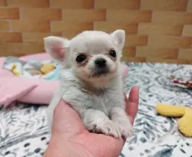 Iván  - Chihuahua Puppy for sale