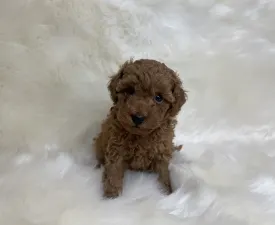 Pandora - Poodle Miniature Puppy for sale