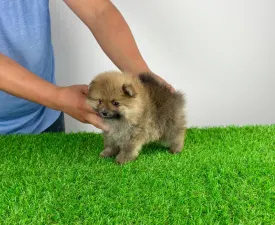 Nimo - German Pomeranian Spitz Puppy for sale