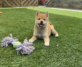 Bravados Yoko - Shiba Puppy for sale