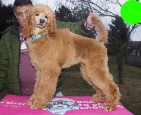 Jameson Pride - Poodle Standard Puppy for sale