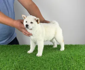 Jakusho - Shiba Angebotener Welpe